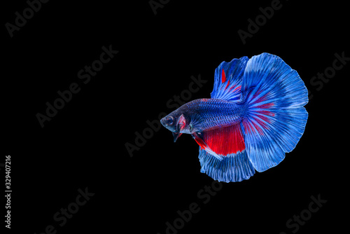 Capture the moving moment of Siamese fighting fish