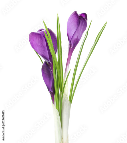Fototapeta Naklejka Na Ścianę i Meble -  Beautiful purple crocus flowers isolated on white. Spring season