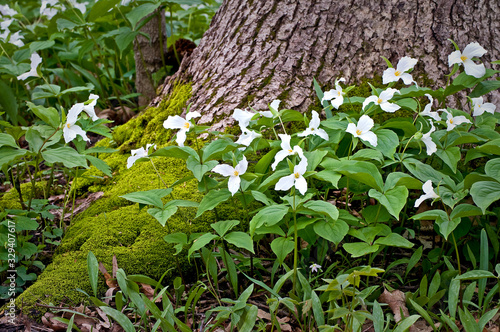 Fotografie White trillium carpet the floor of the spring woods.