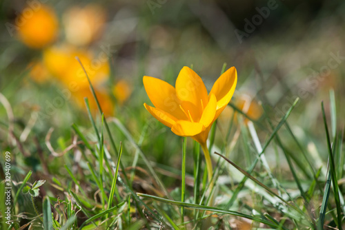Flowering crocuses in spring forest - elective focus, copy space