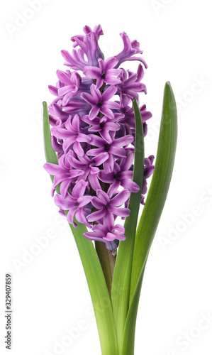 Beautiful purple hyacinth isolated on white. Spring flower