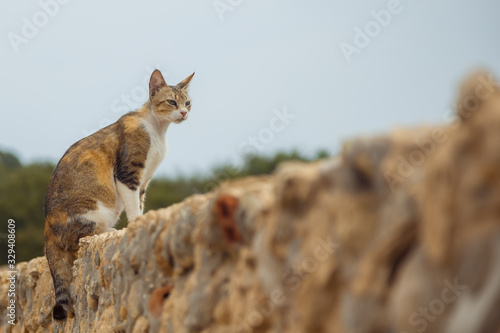 Tabby cat sitting on an old brick wall at sunny day