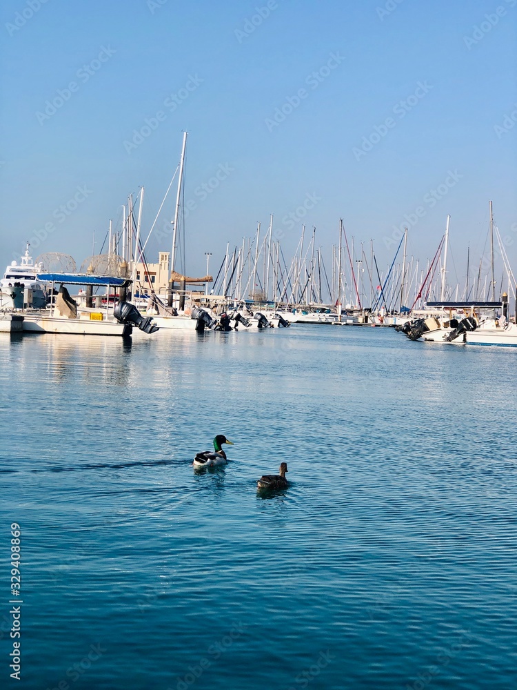 Obraz premium fishing boats in harbour