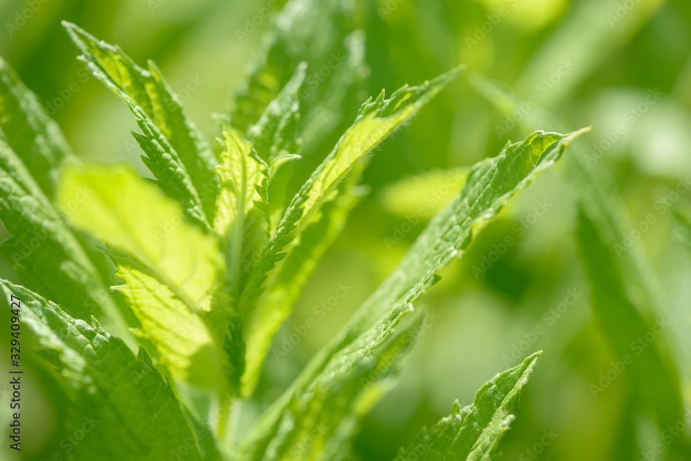 Fresh green organic mint growing in the garden. Plant used as an natural ingredient for food and drink. Raw peppermint leaves. Spearmint leaf. Fresh green organic mint growing in the garden. Plant used as an natural ingredient for food and drink. Raw peppermint leaves. Spearmint leaf.