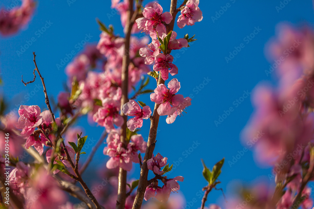 Close up of peach flowers in bloom, Vittorio Veneto, Italy Close up of peach flowers in bloom, Vittorio Veneto, Italy