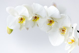 Macro photography of petals of a blooming white orchid  phalaenopsis isolated on white background.