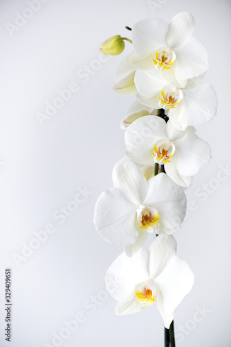 Fototapeta Naklejka Na Ścianę i Meble -  Macro photography of petals of a blooming white orchid  phalaenopsis isolated on white background.