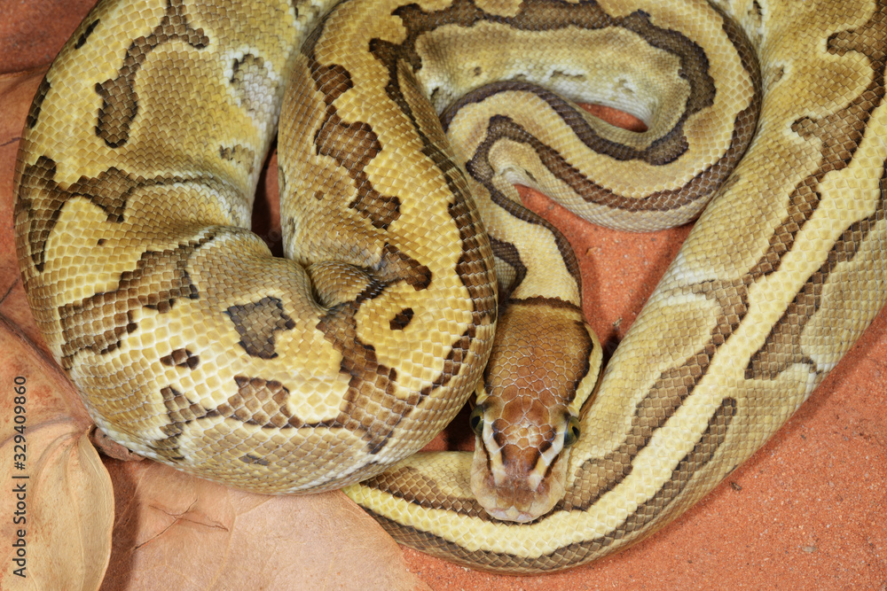 Coiled royal python or ball python (Python regius) Coiled royal python or ball python (Python regius)