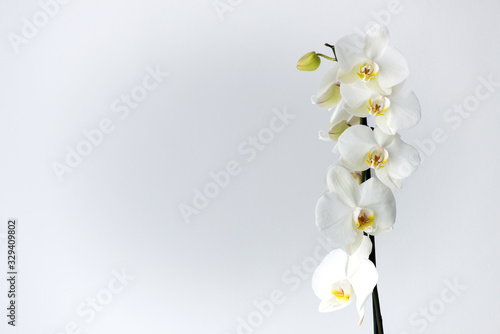 Macro photography of petals of a blooming white orchid  phalaenopsis isolated on white background. photo