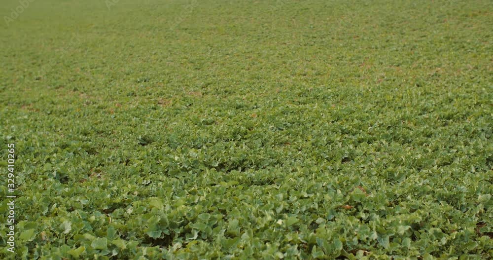 young rape growing in the field - agriculture cultivation young rape growing in the field - agriculture cultivation
