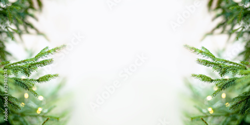 Banner of spruce branches, green  background. Beautiful postcard from branch of spruce. Closeup christmas tree in nature. Copy space