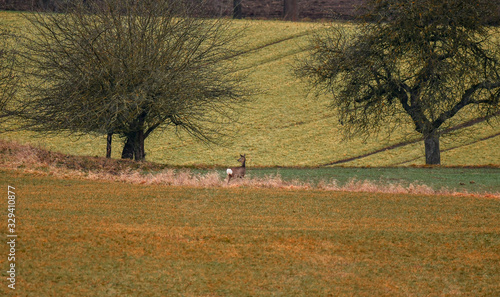 pretty deer with white back stands in the field