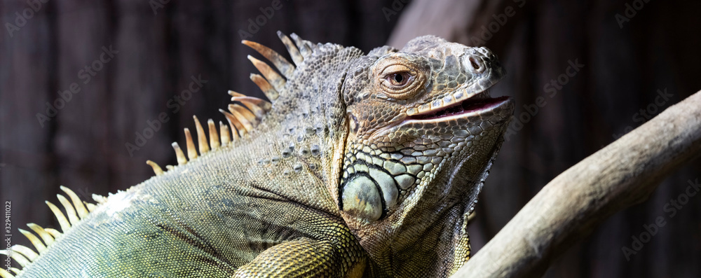 resting iguana resting iguana