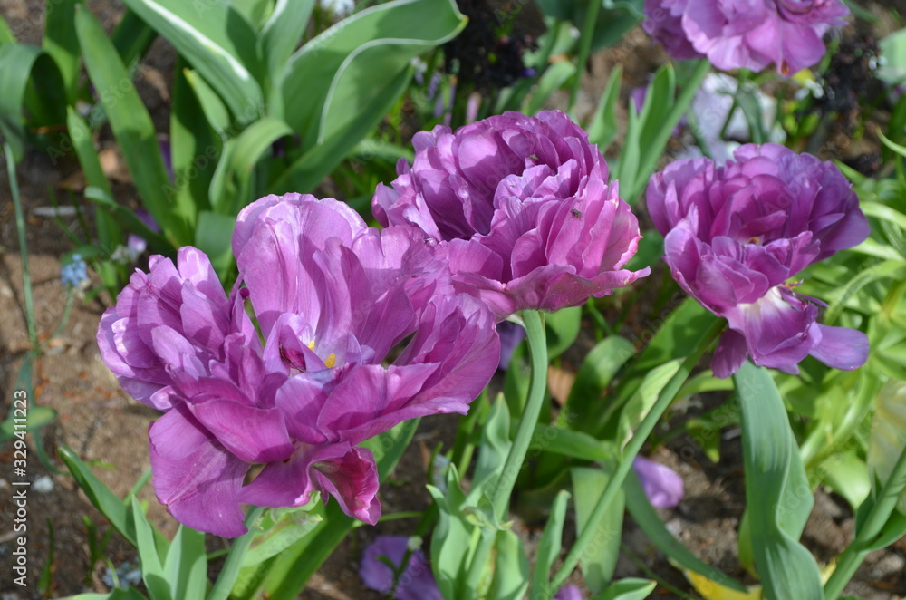 Top view of vivid mauve pink tulips in a garden in a sunny spring day, beautiful outdoor floral background photographed with soft focus
