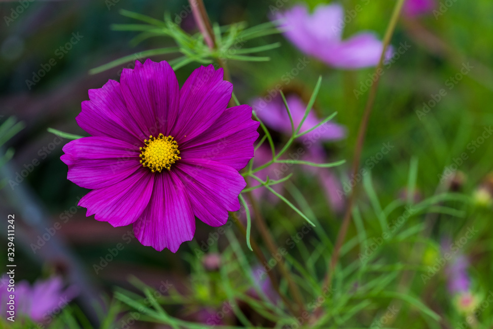 Obraz premium Sommerblumen