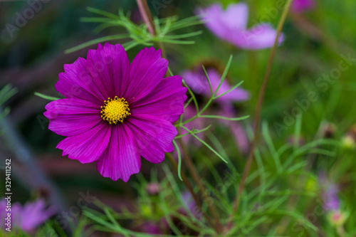 Sommerblumen