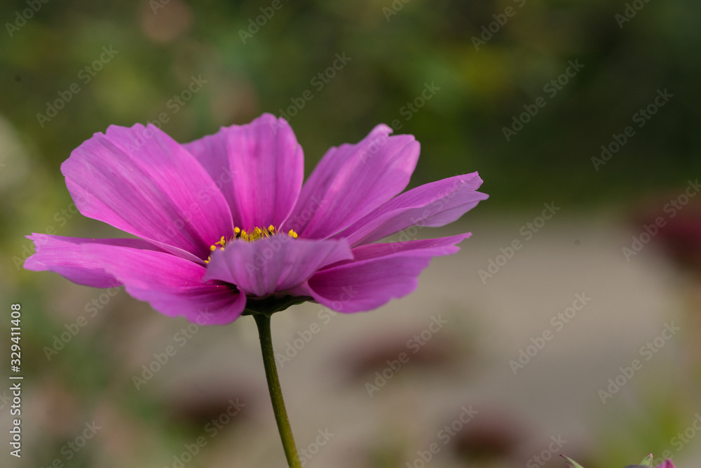 Sommerblumen Sommerblumen