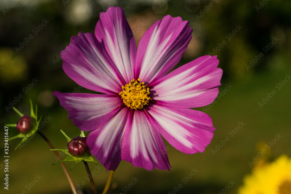 Sommerblumen Sommerblumen