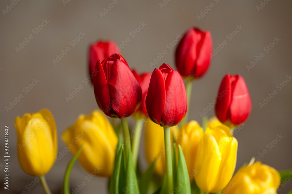 Fototapeta premium yellow and red tulips on a dark background