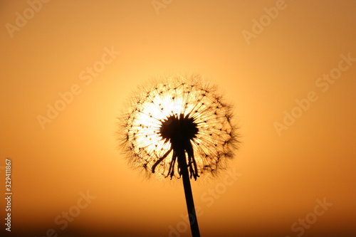 dandelion on a background