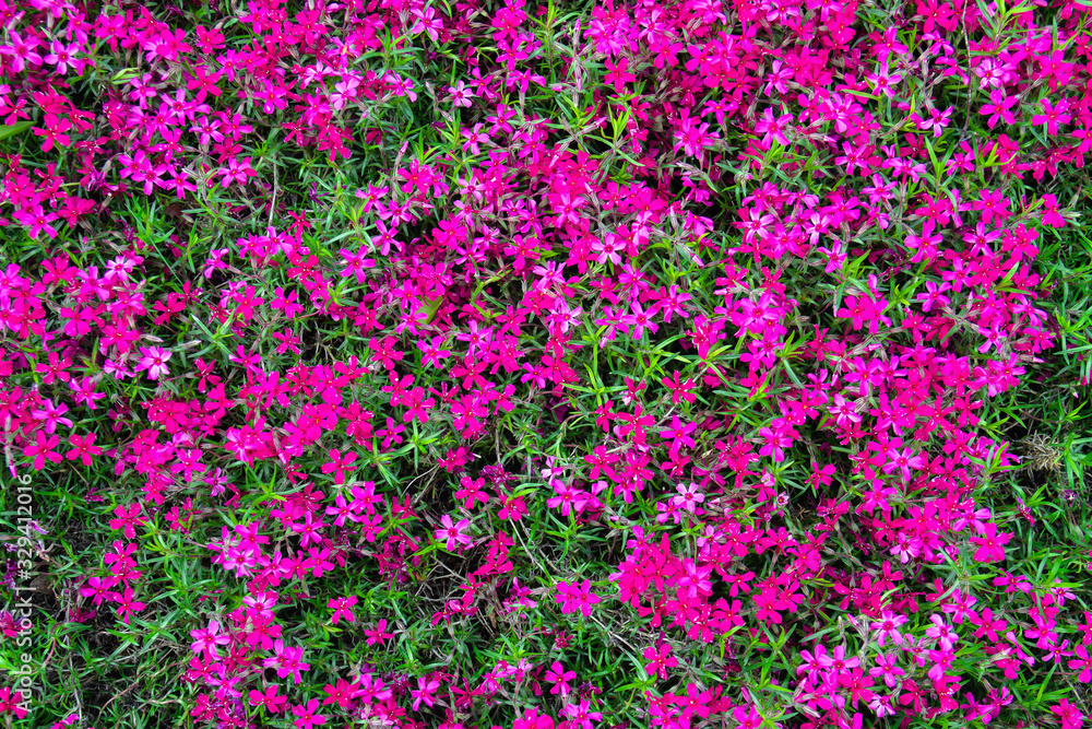 Background from small pink spring flowers on the lawn.