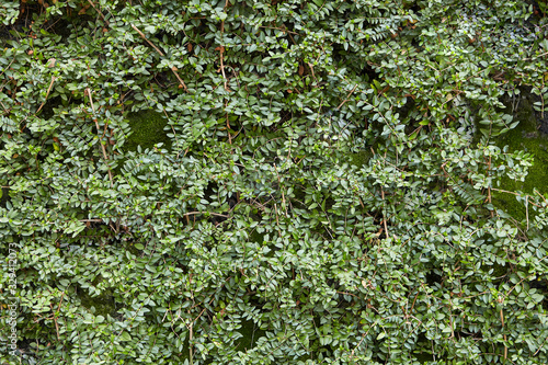 Tableau sur toile Hedgerow from a dense green bush.