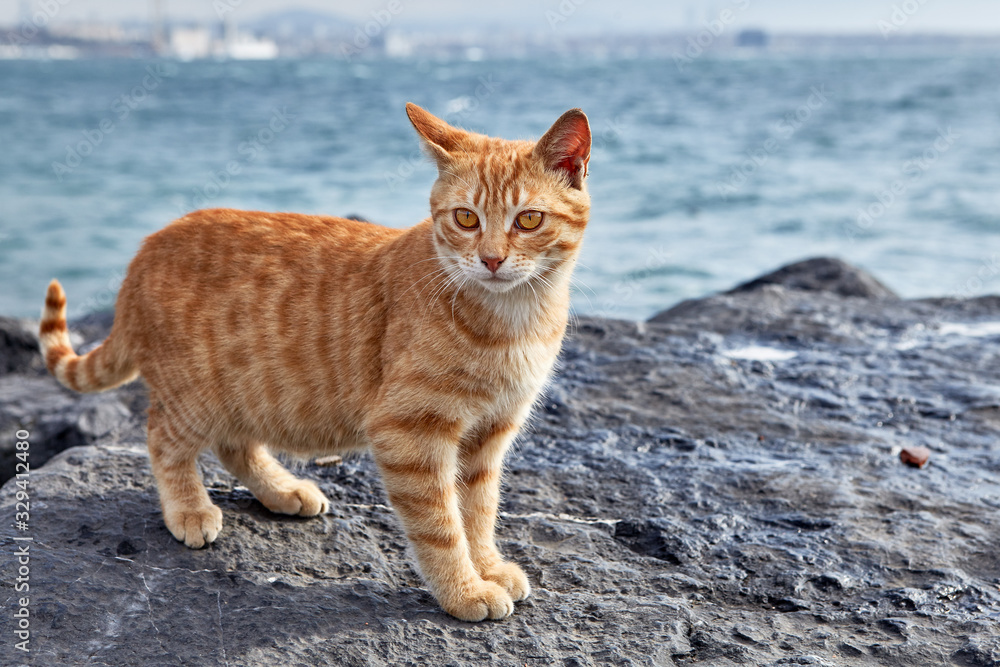 A striped ginger cat stands on coastal cliff.