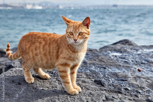A striped ginger cat stands on coastal cliff.
