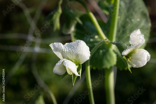 Delicate pea blossoms covered in a heavy blanket of dew drops, selective focus organic natural farming, horizontal aspect
