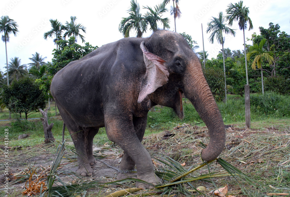 Thailand - Elephant in Chiang Mai