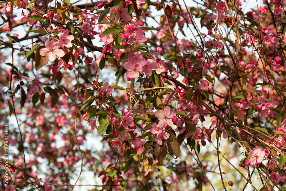 Spring floral background. Beautiful nature scene with blooming tree. Spring floral background. Beautiful nature scene with blooming tree.
