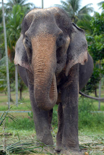 Thailand - Elephant in Chiang Mai