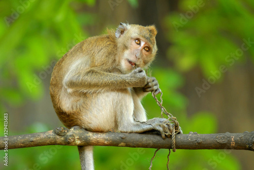 Thailand - Monkey with human expression of the face in Golden Temple - Krabi © andrea