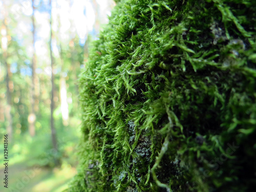 green moss on wooden background