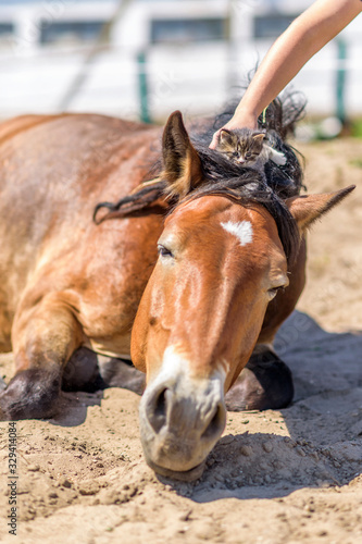 A little gray kitten sits on the head of a horse.