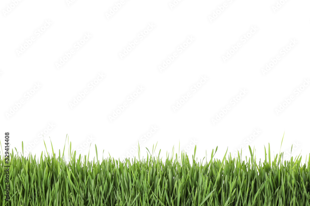 Fresh green grass on white background. Spring season Fresh green grass on white background. Spring season