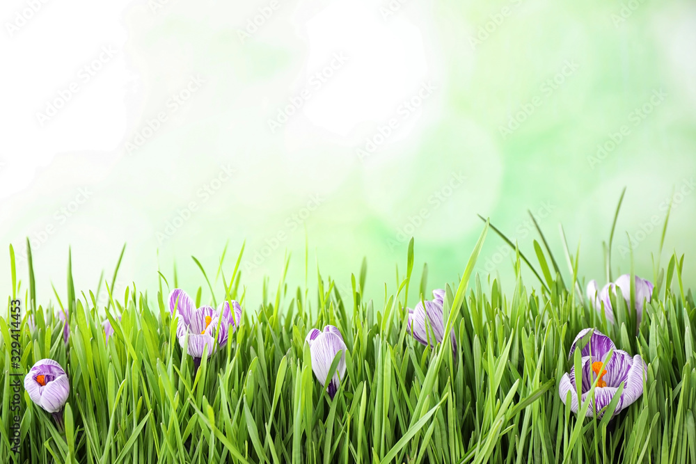 Fresh grass and crocus flowers on light green background, space for text. Spring season Fresh grass and crocus flowers on light green background, space for text. Spring season