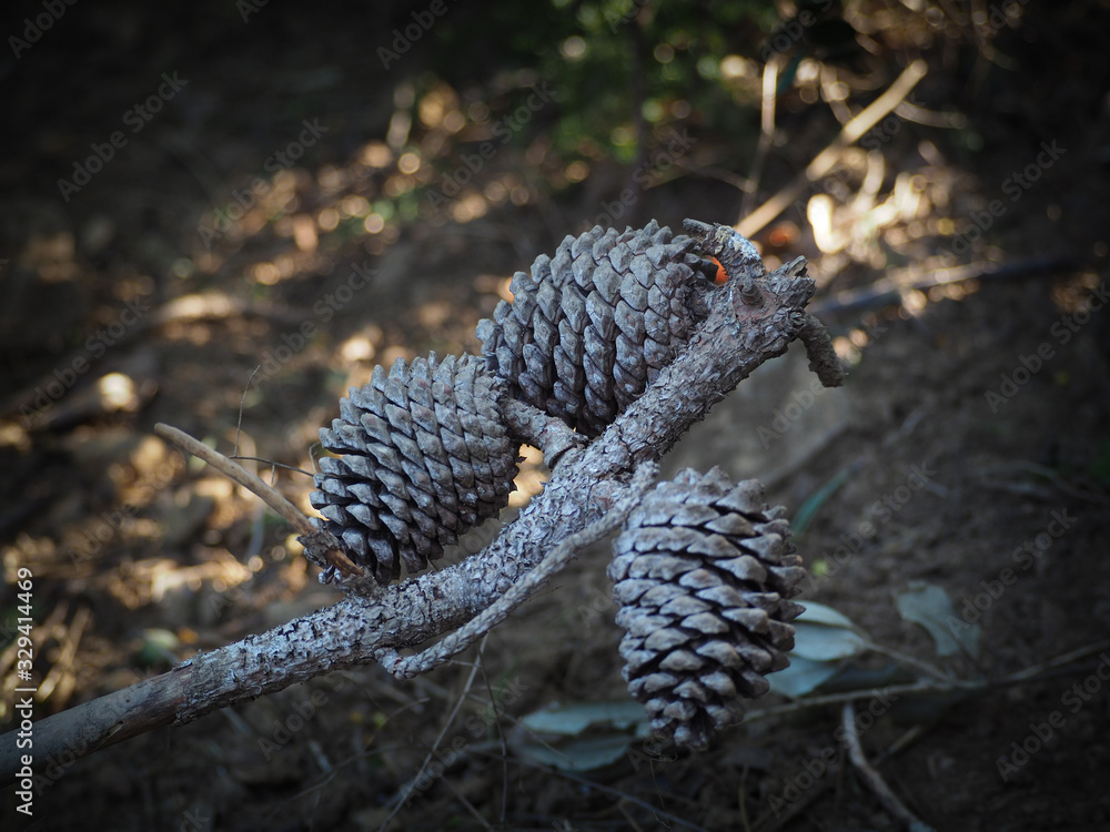 Fir cones on the forest floor with intentional shallow depth of field Fir cones on the forest floor with intentional shallow depth of field
