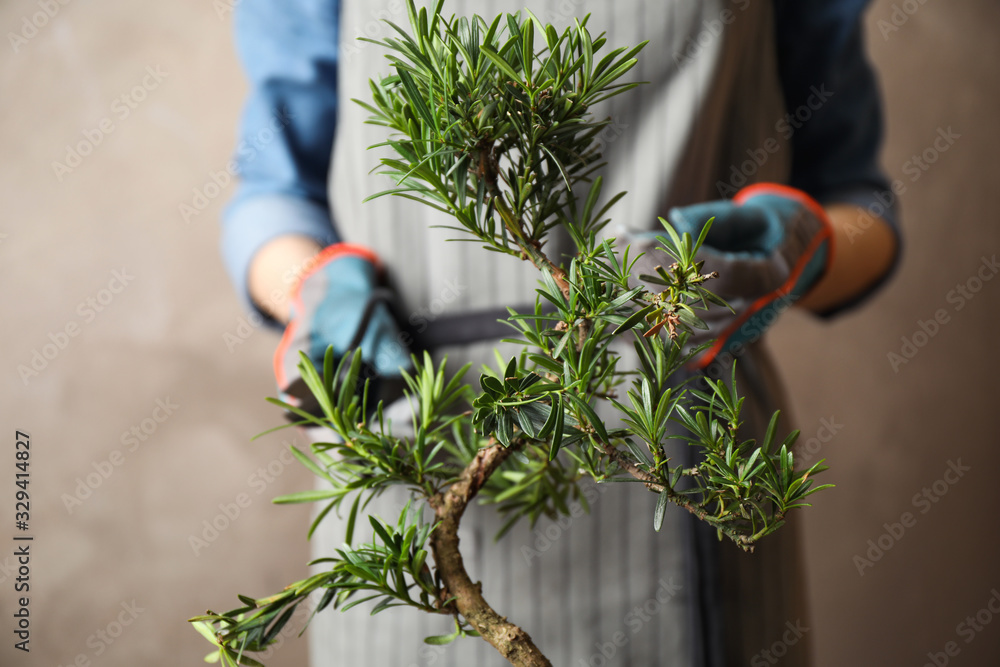 Fototapeta premium Woman trimming Japanese bonsai plant, closeup. Creating zen atmosphere at home