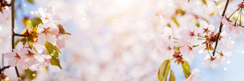 Spring banner with pink cherry blossom and blue sky. Background with bokeh and copy space.