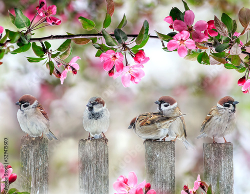 cute little birds sparrows sitting on wooden fence under blooming pink Apple tree branch in may garden on Sunny day