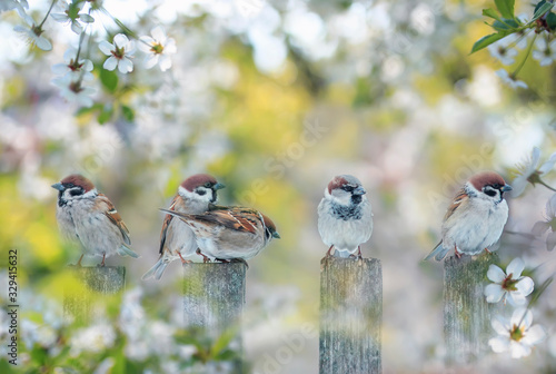cute little birds sparrows sit on the fence in the garden under the branches ...