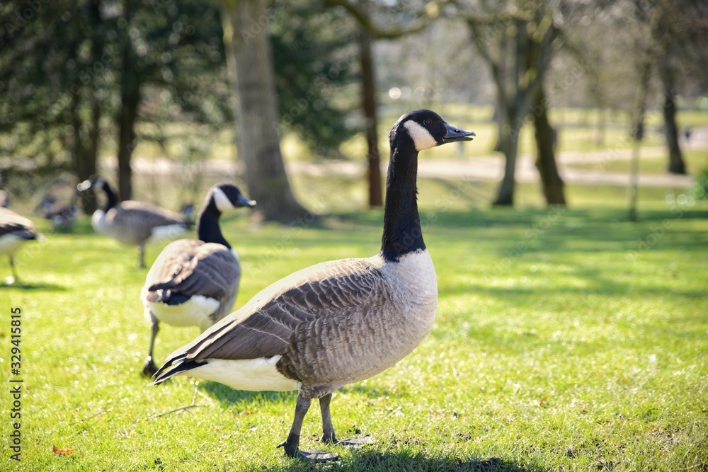 Canada geese of Buxton Pavilion gardens roaming the grass of the park, Peak District, England, UK Canada geese of Buxton Pavilion gardens roaming the grass of the park, Peak District, England, UK