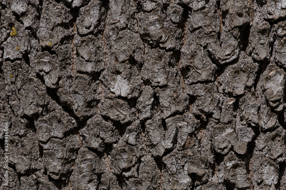 close up of trunk of oak tree