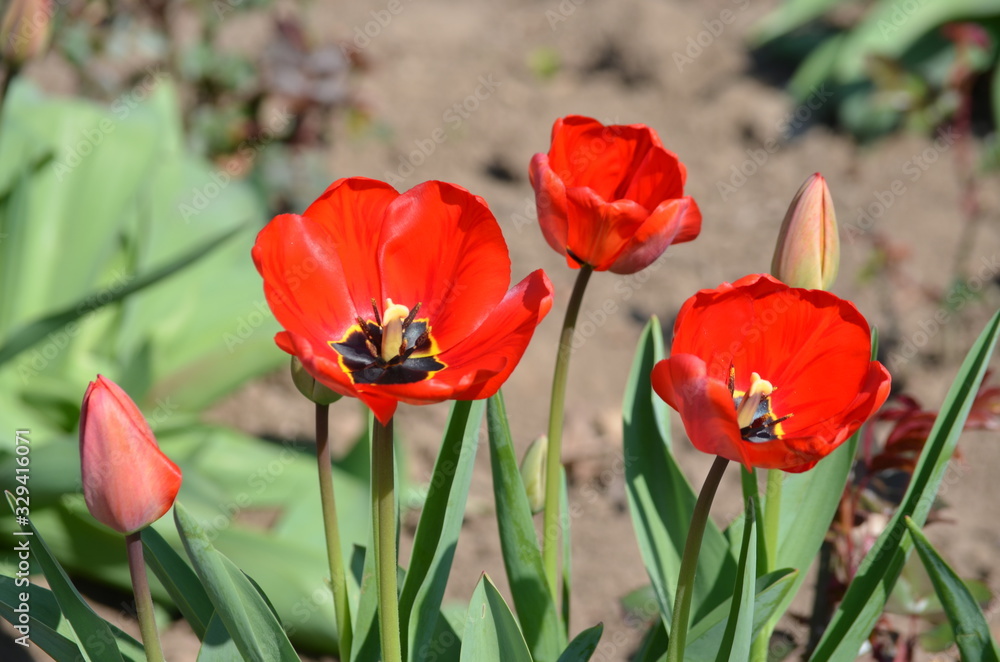 Obraz premium Top view of many vivid red tulips in a garden in a sunny spring day, beautiful outdoor floral background photographed with soft focus