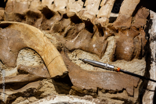 Detail on a spine and pelvis bone with small hand drill used for breaking dirt and isolating fossil of prehistoric animals from mud