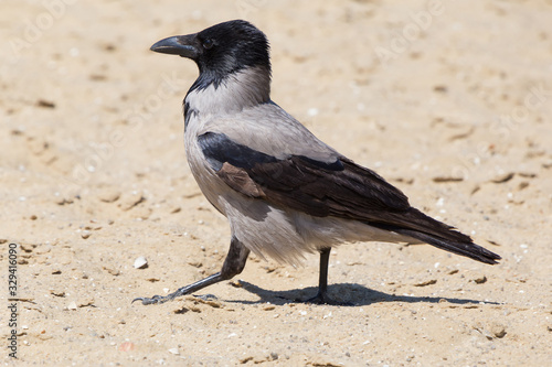 close up of hooded crow walking by sand
