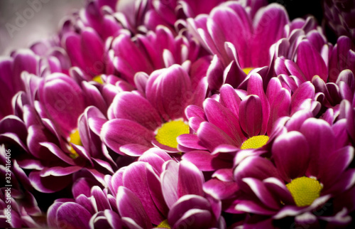 Chamomile chrysanthemums