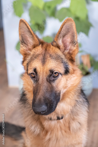 Brown and yellow German Shepherd Dog Close Up Portrait