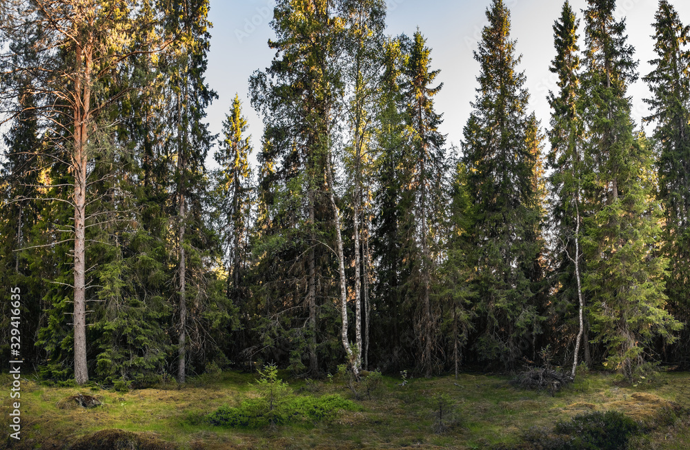 Pine and birch forest in summer. Finnish scandinavian nature, green wild tree woods of Municipality of Ii in region Northern Ostrobothnia, Finland. Panorama view Pine and birch forest in summer. Finnish scandinavian nature, green wild tree woods of Municipality of Ii in region Northern Ostrobothnia, Finland. Panorama view